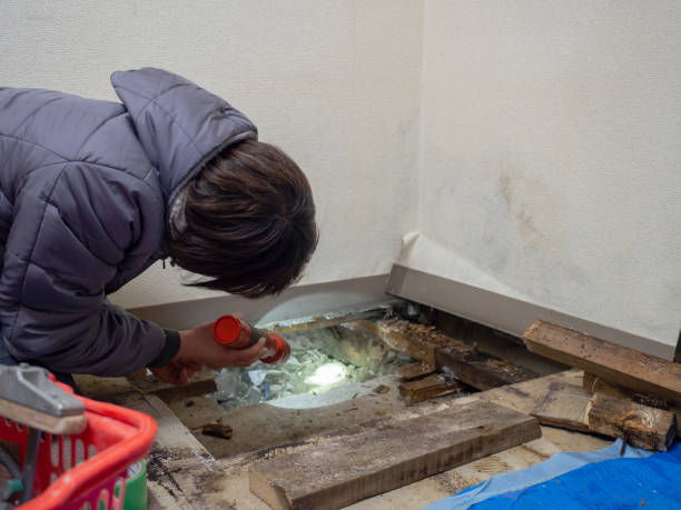 Best Emergency Mold Remediation  in Hillsbo, OR