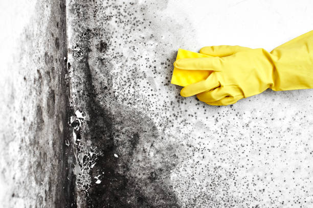 Biohazard Mold Removal in Hillsboro, OR