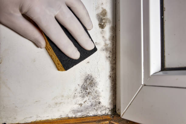 Best Air Quality Testing for Mold Spores  in Hillsbo, OR